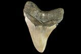 Fossil Megalodon Tooth - North Carolina #109736-2